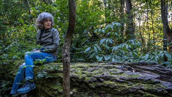 Finner roen med japansk skogsbading: – Som å gå gjennom en Narnia-dør