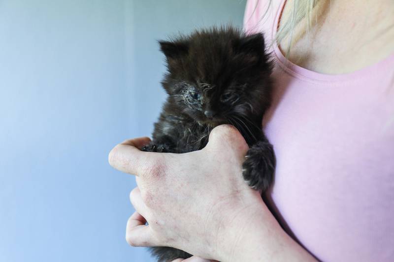 Her er kattungen May Lis Finnesand fant på fredag. Hun er nå nødhjem til katten som trenger behandling for å kunne se godt igjen.