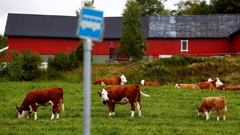 Landbruket ligger ifølge en NUPI-rapport an til å bli den store taperen dersom Norge blir med i frihandelsavtalen TTIP.