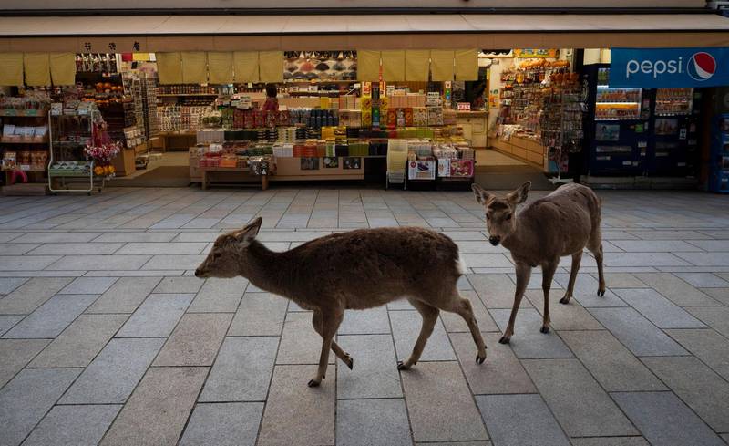 Two deer walk past a souvenir shop near Todaiji temple in Nara, Japan, Tuesday, March 17, 2020. (AP Photo/Jae C. Hong)