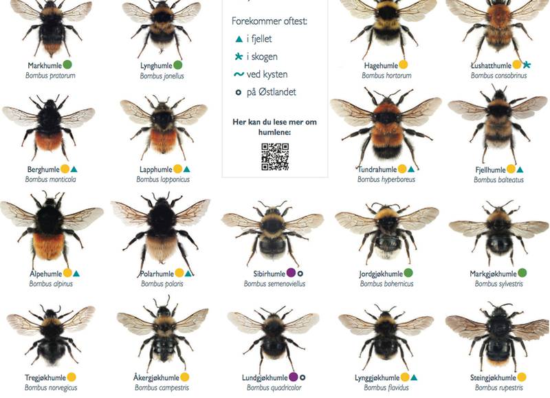 Den Norske Artsdatabanken, Norsk institutt for naturforskning (NINA) og Hageselskapet har gått sammen om å lage denne lekre plakaten over biearter i Norge. ILL: ARTSDATABANKEN