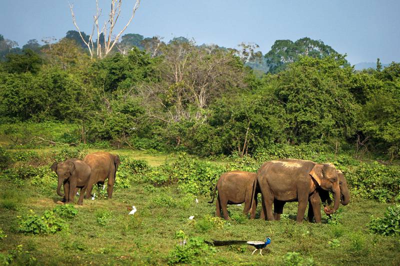 Nasjonalparken Udawalawe har mer enn 250 ville elefanter, og regnes som et av de beste stedene å se elefanter i Asia. Det bugner også av flotte påfugler her.