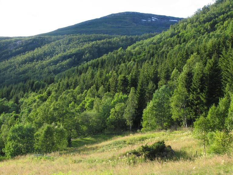 Hopvasslia i Steigen i Nordland, er et annet av Statskogs skogområder som nå er blitt vernet i form av et naturreservat.