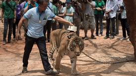 86 tigre reddet fra thailandsk tempel er døde