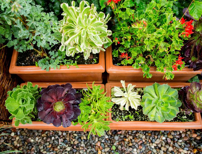 I hagen på Holter kan man få inspirasjon til å utvide spekteret av planter i egen hage. Her forskjellige sorter aeonium. FOTO: VEGARD WIVESTAD GRØTT/NTB SCANPIX