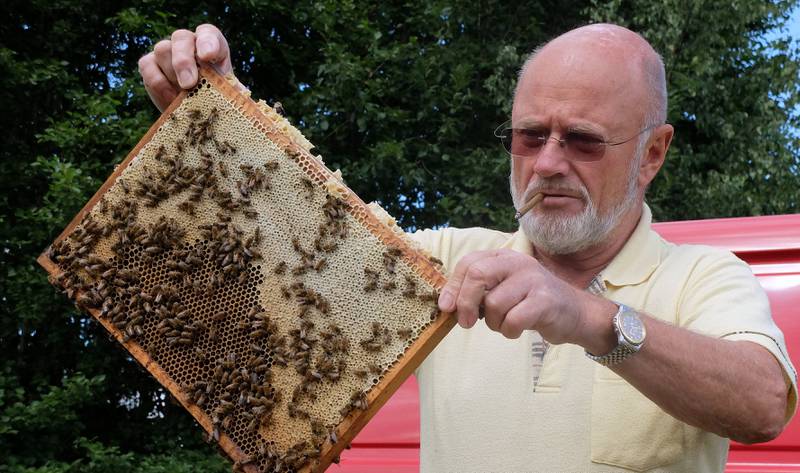 Med en sigarillo i munnviken inspiserer birøkter Nils Berthel Kvinge en ramme full av bier og honning. Røyken fra sigarilloen skal holde biene rolige. FOTO: ENDRE STANGEBY