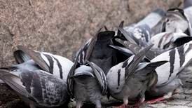 Flere titall døde duer i Oslo etter spredning av virussykdom