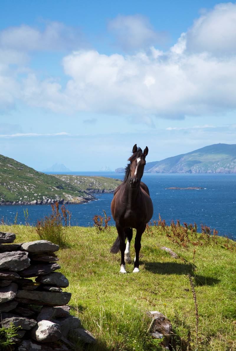 Den irske kysten kan by på grønt gress, blått hav og beitende hester. FOTO: NTB SCANPIX/PETER ZOELLER