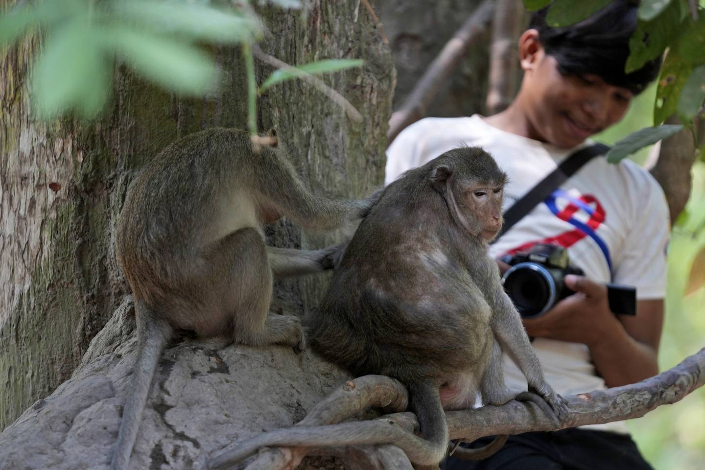 Phut Phu går nærme apene som lever i turistområdet i ruinbyen Angkor i Kambodsja for å få gode filmsnutter av dem. Hun legger filmene ut på Youtube og tjener penger på dem, en virksomhet hun har drevet i to og et halvt år.