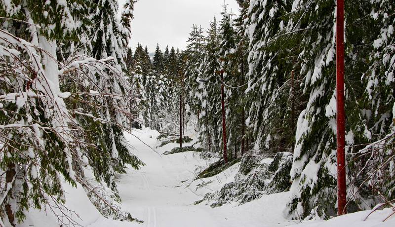 På alle kanter: Snøen har satt dype og varige spor i skogen i Finnemarka i år.