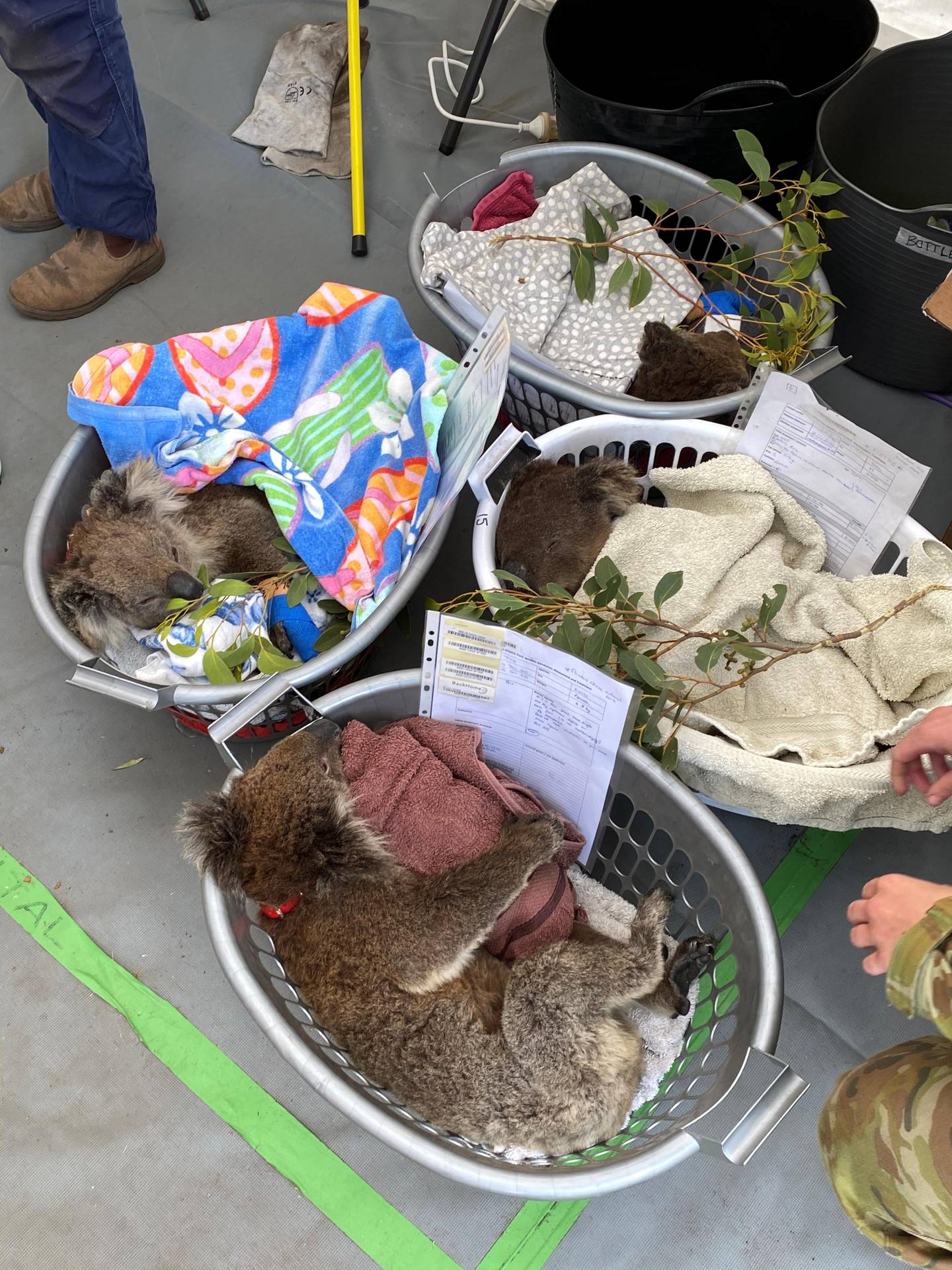 Injured koalas lay in baskets after being rescued from a bushfires on Kangaroo Island, Australia in this picture obtained by Reuters on January 17, 2020. RSPCA South Australia/via REUTERS THIS IMAGE HAS BEEN SUPPLIED BY A THIRD PARTY. MANDATORY CREDIT. NO RESALES. NO ARCHIVES.