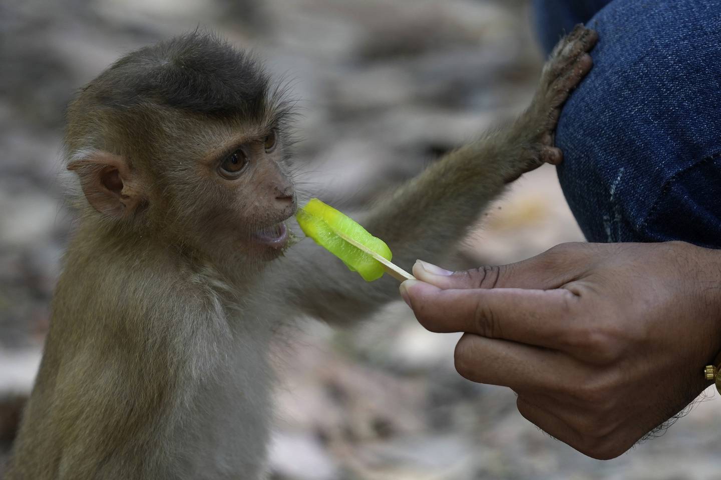 En Youtuber serverer en ispinne til en ung apekatt i Angkor-området i Kambodsja. Svært mange turister tar ikke hensyn til at apene bør ha et naturlig liv, og noen mishandler til og med apene for å få filmer å legge ut på internett.