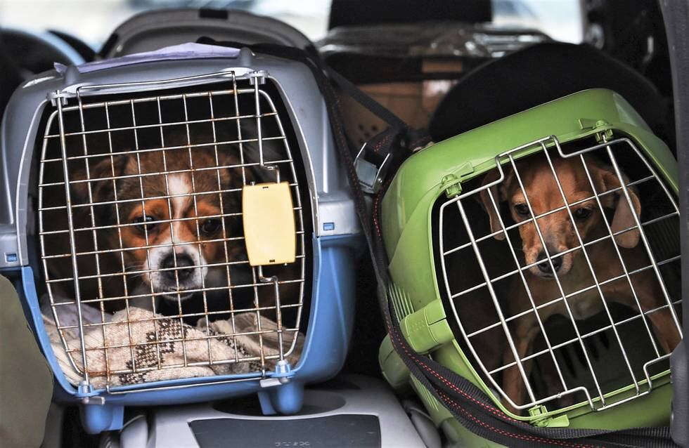 Ryzhik the dog (L) sits in a carrier after being evacuated by volunteers from the Donetsk region of Ukraine amid Ukraine-Russia conflict, in Moscow, Russia April 9, 2022. Picture taken April 9, 2022. The note on Ryzhik's carrier reads: "This is Ryzhyk, his owner has died. The dog is stressed, do not open the carrier until arrival." REUTERS/Evgenia Novozhenina