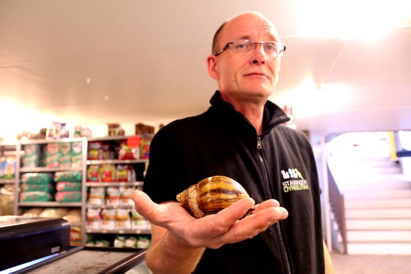 John André Nilsen selger også snegler, som kan bli opp til en kilo tung, i butikken. Foto: Arne Birkemo