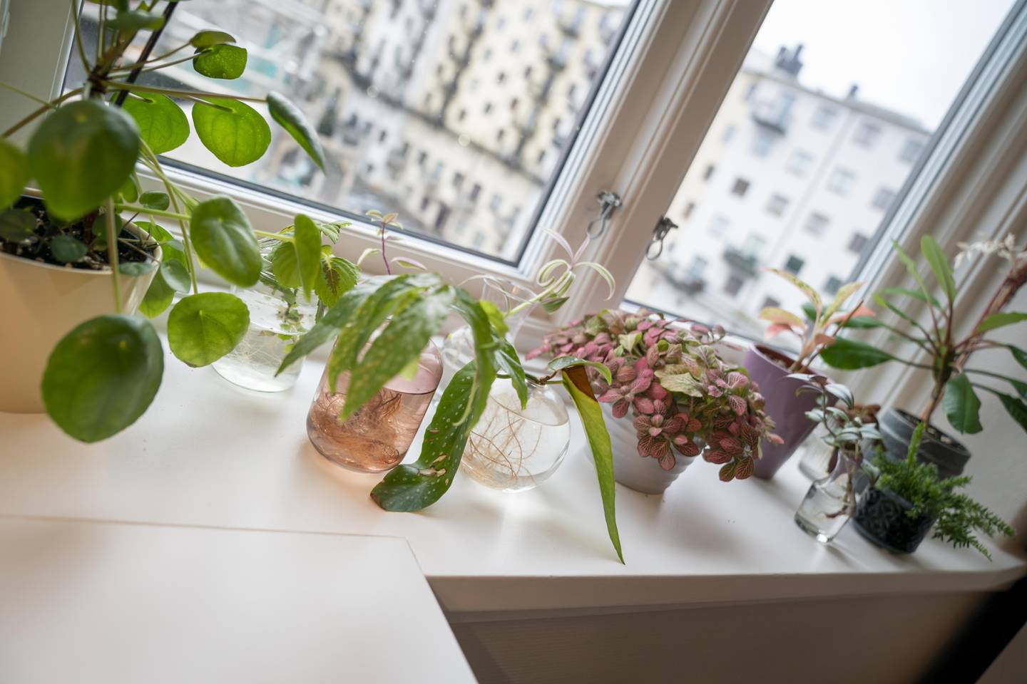 STIKLINGER: I vinduskarmen dyrker Christine Krieg fram nye potteplanter.   FOTO: Heiko Junge / 