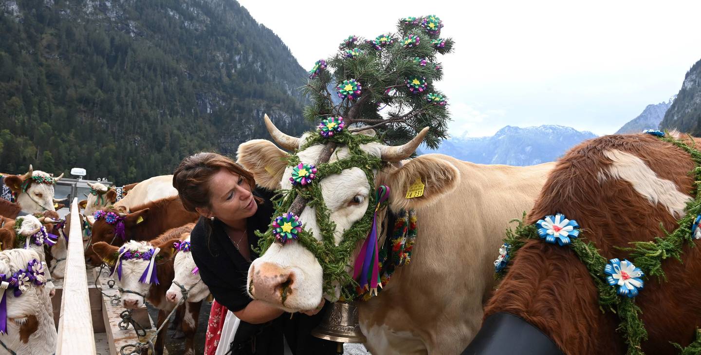Herdswoman Petra stands next to cows on a special boat during the so-called 'Almabtrieb' (cattle drive) as they return from the mountain pastures, near the village of Schoenau on Lake Koenigssee in the German Alps, southern Germany, on October 2, 2020. - During the traditional 'Almabtrieb' event, cattle herds are brought from alpine pastures, where they stay during summer, to their stables in the valley. (Photo by Christof STACHE / AFP)