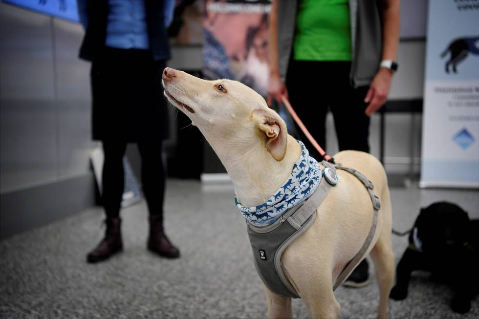 The coronavirus sniffer dog named K�ssi looks up at the Helsinki airport in Vantaa, Finland, where it is trained to detect the Covid-19 from the arriving passengers, on September 22, 2020. (Photo by Antti Aimo-Koivisto / Lehtikuva / AFP) / Finland OUT
