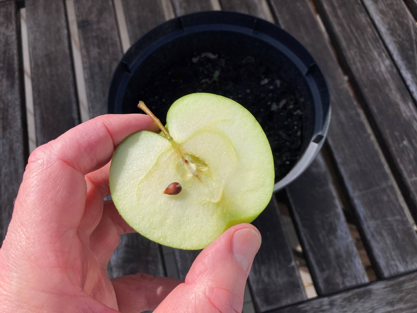Et eplefrø, en potte, jord, vann og tålmodighet er alt som trengs for å få sitt eget tre, forklarer Marina Görtz i sin nye bok.