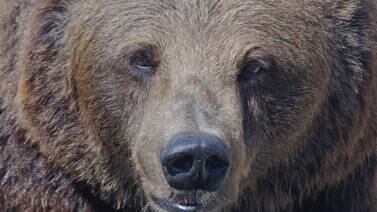 Naturvernforbundet bekymret for antall fellingstillatelser for bjørn – klager på vedtak