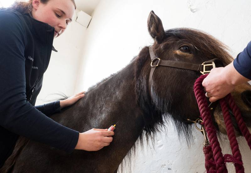NMBU Veterinærhøgskolen mottar prøver fra «alle dyrearter» med hovedvekt på prøver fra katt, hund og hest i tillegg til storfe, sau og andre produksjonsdyr inkludert fisk. Her er det dyrepleier Erika Wikenstedt som tar blodprøve fra en hest. 