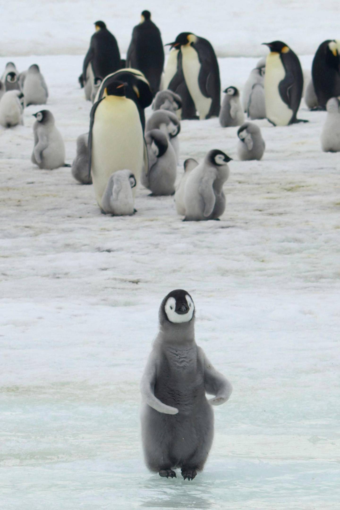 This 2010 photo provided by the British Antarctic Survey shows emperor penguins and chicks at Antarctica's Halley Bay. A study released on Wednesday, April 24, 2019 finds that since 2016 there are almost no births at Halley Bay, the second biggest breeding ground for emperor penguins. Numbers are booming nearby, but it doesnÄôt make up for the losses at this site. (Peter Fretwell/British Antarctic Survey via AP)