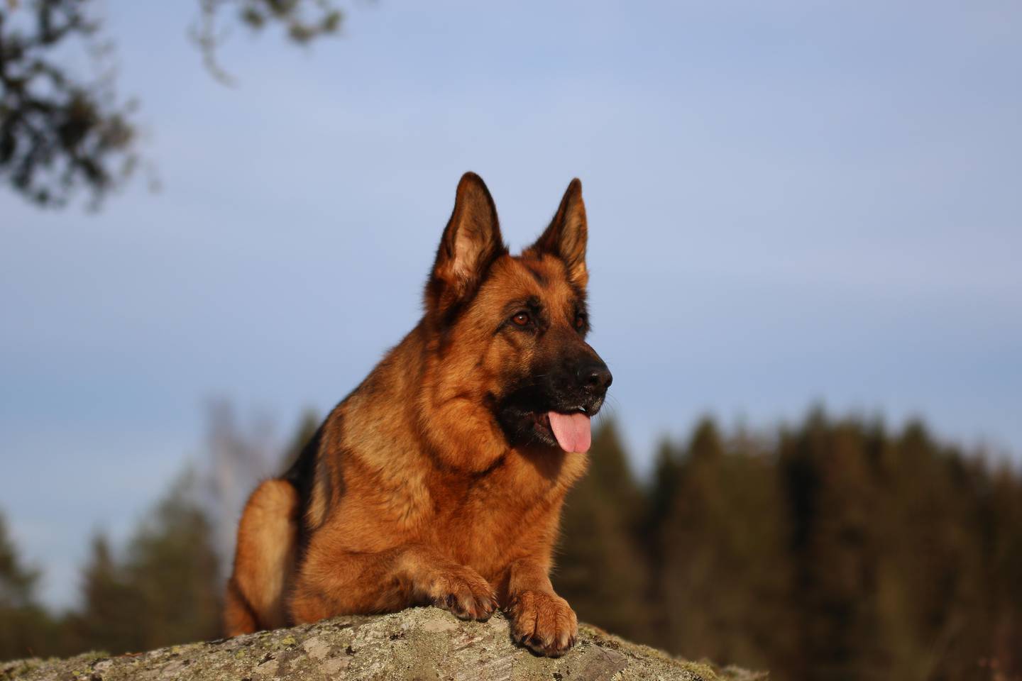 Schäferhunden er en trofast gjenganger på topplistene år etter år.