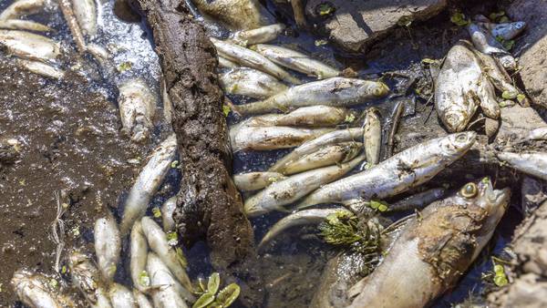 Polen: Forurensing har ført til massedød av fisk i Oder-elven