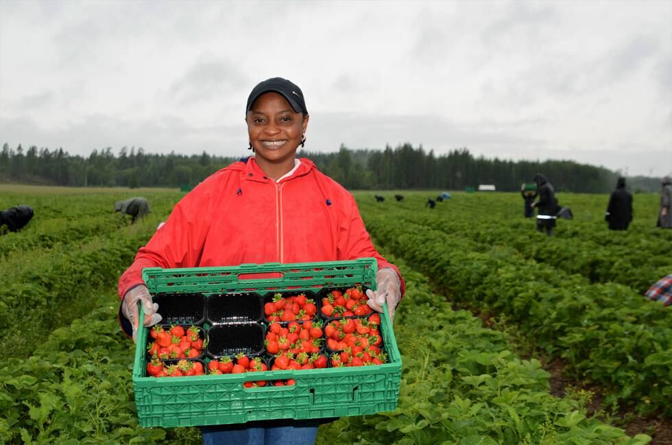 Neejay Forsther er en av 40 deltakere i sesongprosjektet jordbærskolen.