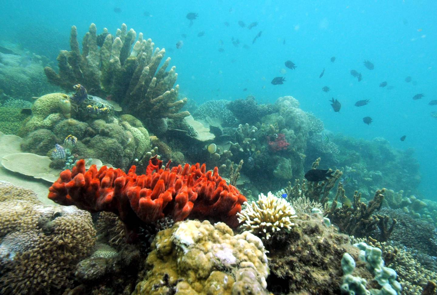 Rising ocean temperatures could have devastating consequences for marine life.