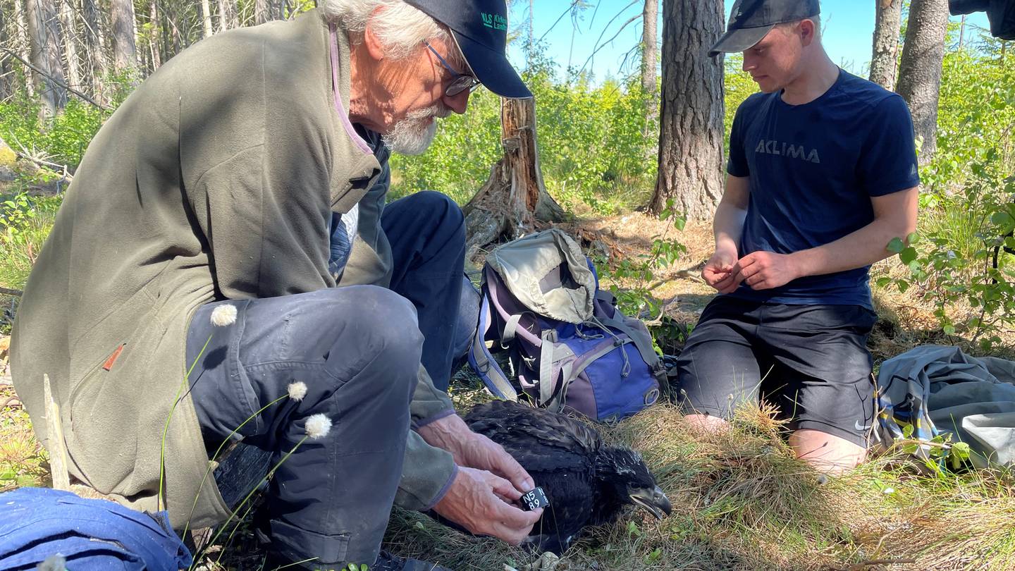 Jan Ingar Båtvik og Sondre Krokeide ringmerker en havørnunge, den første som med sikkerhet er født i Østfold siden arten ble regnet som borte fra fylket i 1882.