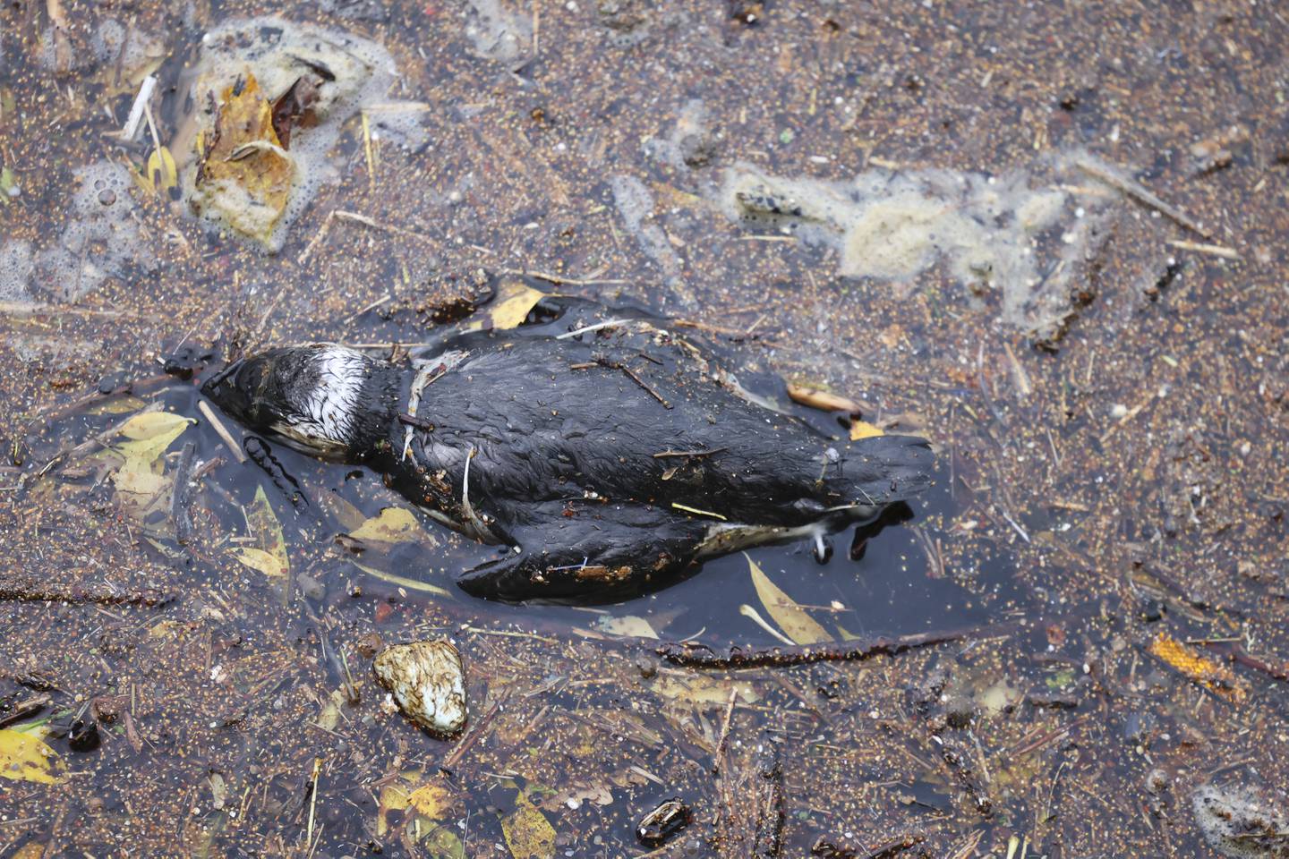 Den dårlige tilstanden til Oslofjorden går hardt utover mange av artene som holder til der. Høsten 2021 ble det funnet hundrevis av døde lomvier i Oslofjorden.