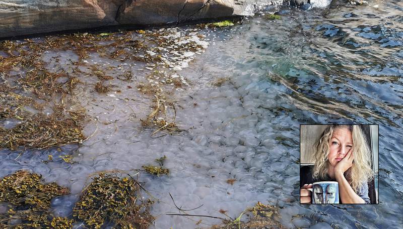 Glassmanetene lå tett i tett på sørlandet denne uka. Men marinbiolog Pia Ve Dahlen tror de forsvinner igjen snart.