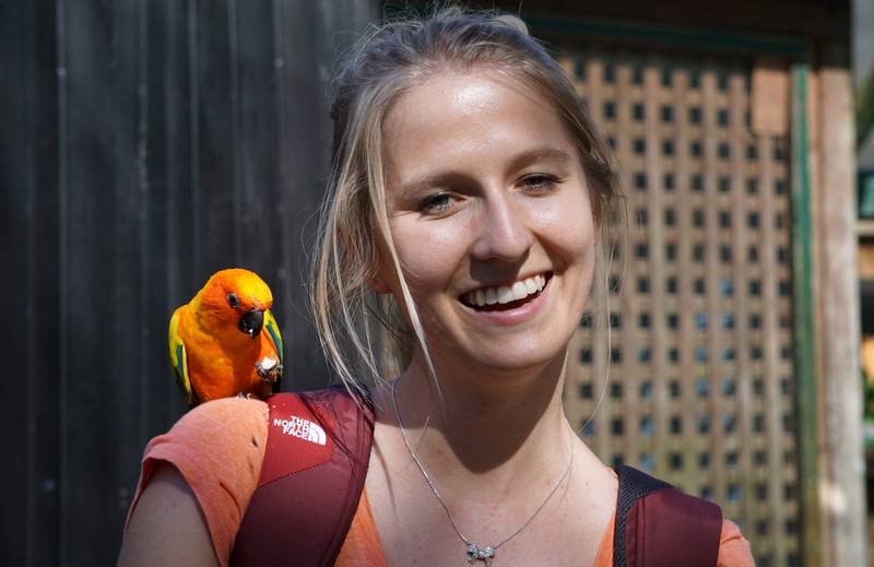 I dyreparken kan du få nærkontakt med veldig selskapelige papegøyer. 