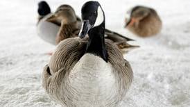 Svalbard er risikoområde for fugleinfluensa – ber folk melde fra om døde fugler