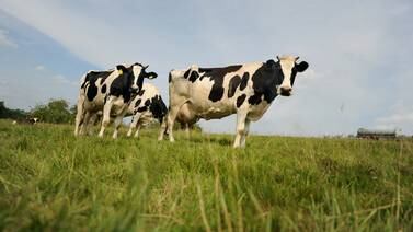 Irland vurderer masseslakt av kyr for å nå klimamål