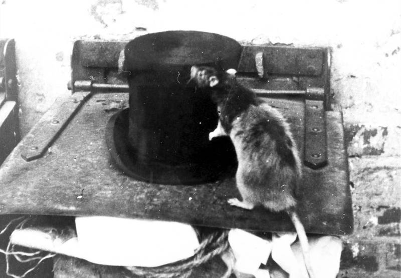 Rottekrigen i 1930 tok ikke knekken på byens rotter. Her er en rotte for anledningen statist under filminnspillingen av «Renholdsverket» produsert av Oslo kinematografer i 1952.