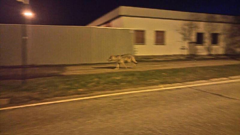 Her er ulven observert rett før klokken 23.00 utenfor barnehagen på Kurland.