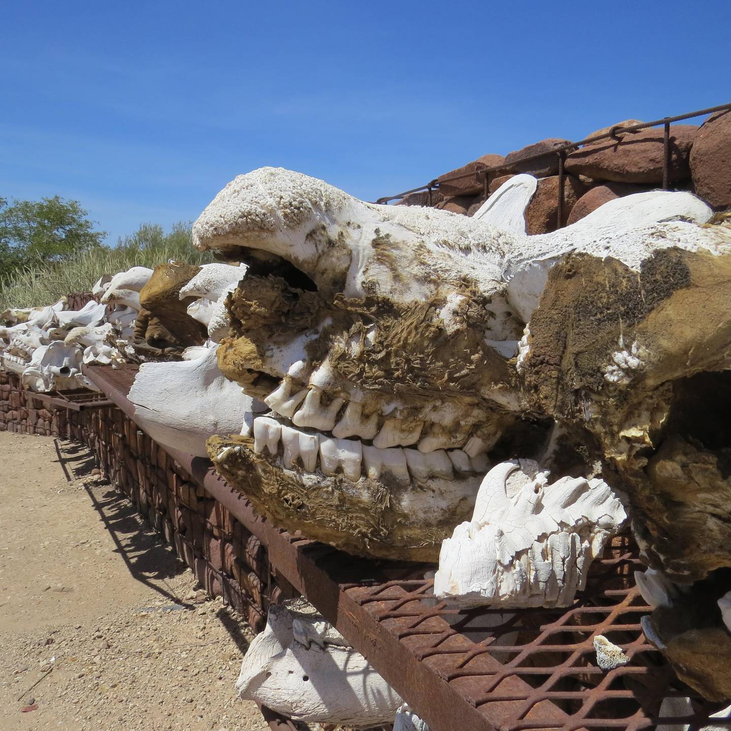 Spissneshorn er blant artene som krypskyttere i Namibia tidligere har skutt mange av. Her er hodeskallene til noen av neshornene som har måttet bøte med livet på denne måten.
