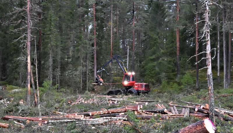 CO2-lager: Enorme mengder CO2 er lagret i skogene våre. Likevel blir stadig nye områder av Norge permanent avskoget hvert eneste år. – Eieren av denne skogen ved Kroktjern i Krøds­­herad i Buskerud, ønsket egentlig å frede den frivillig i 2011, men ga opp da det var så lite penger til skogvern     i statsbudsjettet, forteller Trude Myhre i WWF Verdens naturfond.
FOTO: TRUDE MYHRE